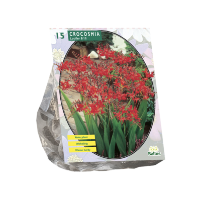 Crocosmia Lucifer per 15