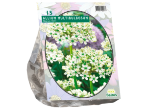 allium nigrum multibubosum 15st