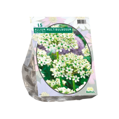 allium nigrum multibubosum per 15