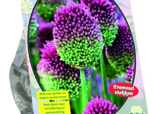 allium sphaerocephalon 75st