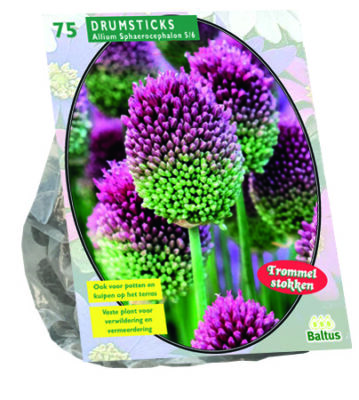 allium sphaerocephalon 75st