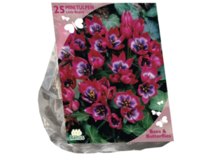 b&b - tulipa little beauty 25 st