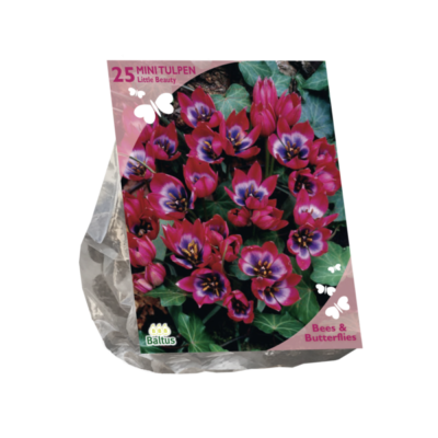 bees & butterflies – tulipa little beauty per 25
