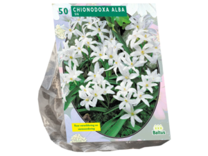 chionodoxa alba per 50