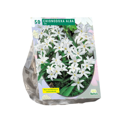 chionodoxa alba per 50