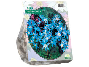 chionodoxa luciliae per 100