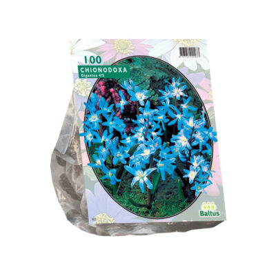 chionodoxa luciliae per 100