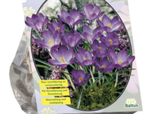 crocus ruby giant 40st