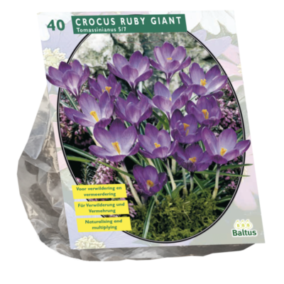 crocus ruby giant 40st