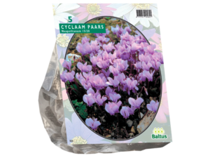 cyclaam neapolitanum 5st
