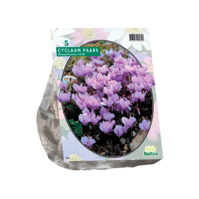 cyclaam neapolitanum per 5