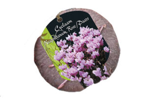 cyclaam neapolitanum (steeketiket)