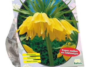 fritillaria imperialis lutea 2st