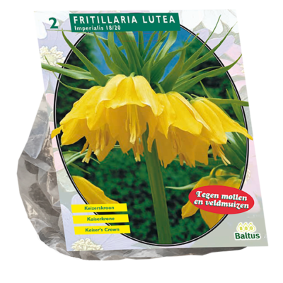 fritillaria imperialis lutea 2st