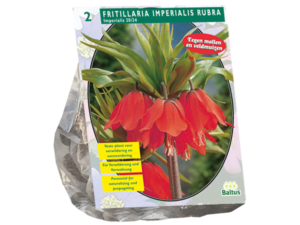 fritillaria imperialis rubra 2st