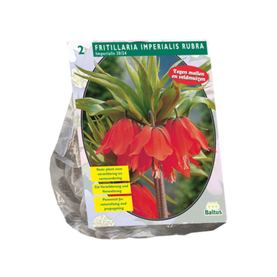 fritillaria imperialis rubra 2st