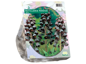 fritillaria persica 3st