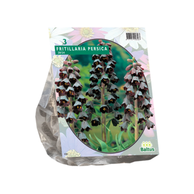 fritillaria persica per 3