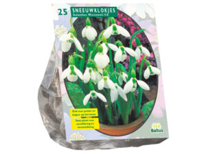 galanthus woronowii 25st