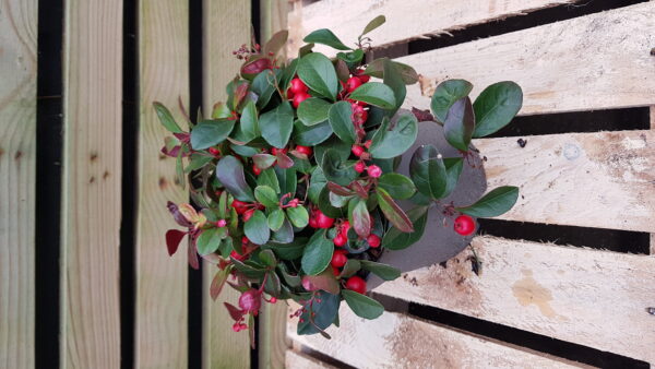 gaultheria procumbens