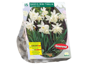 narcis mini thalia 15st