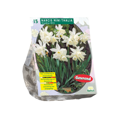 narcis mini thalia per 15