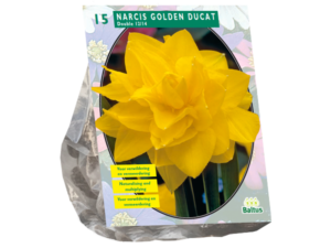 narcissus golden ducat 15st