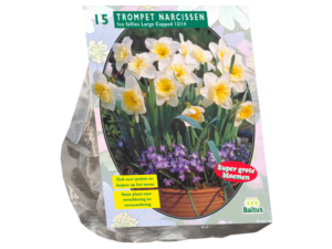 narcissus ice follies 15st