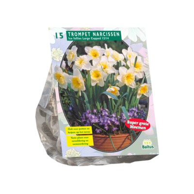 narcissus ice follies 15st