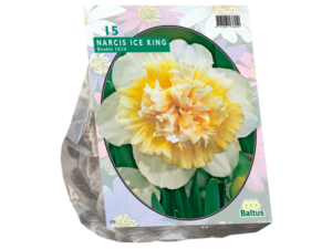 narcissus ice king 15st