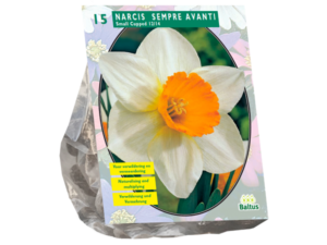 narcissus sempre avanti 15st