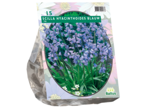 scilla hispanica blauw 15st
