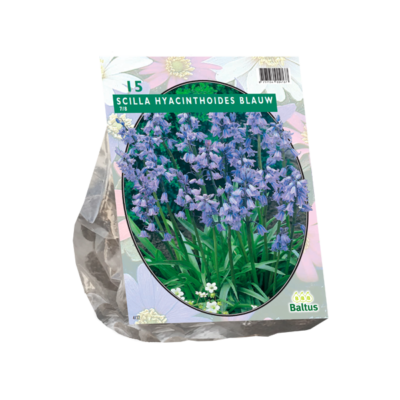 scilla hispanica, blauw per 15