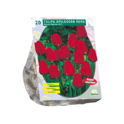 tulipa apeldoorn geel, darwin per 15