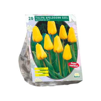 tulipa apeldoorn geel, darwin per 20