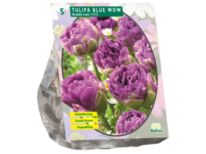 tulipa blue wow 5st