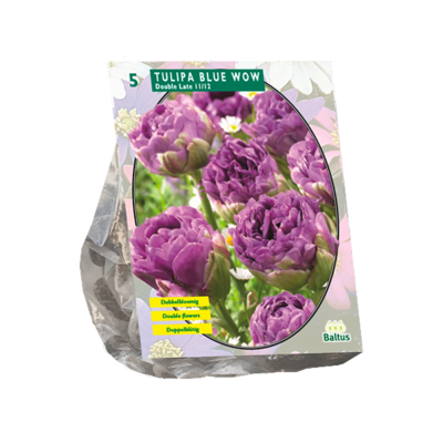 tulipa blue wow 5st