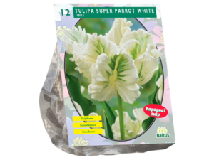 tulipa super parrot white 12st