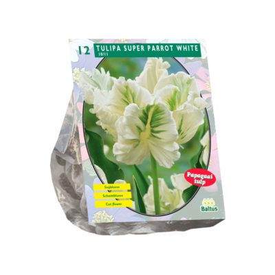 tulipa super parrot white 12st