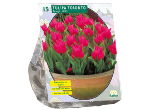 tulipa toronto. greigii 15st