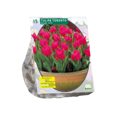 tulipa toronto, greigii per 15