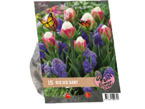 urban flowers - ice ice baby 18st