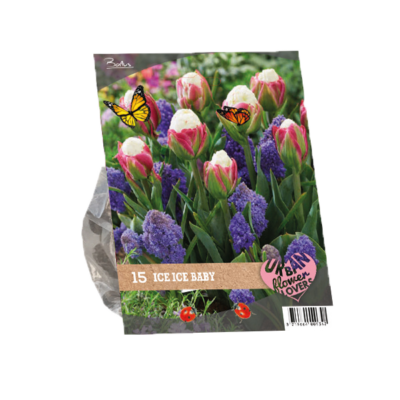 urban flowers – ice ice baby per 15