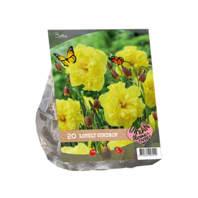urban flowers – lovely sundrop per 20