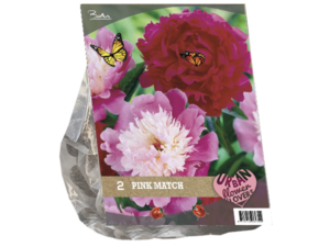urban flowers pink match 2st