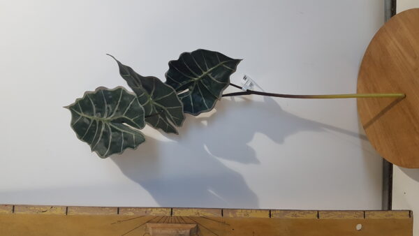alocasia x3 l61cm