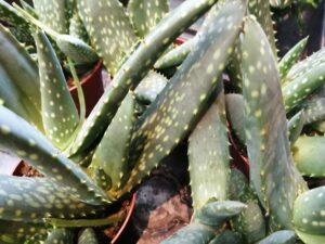 aloe paradiscium