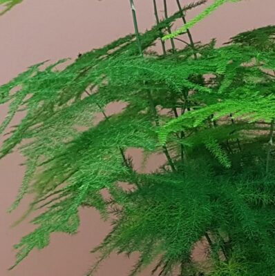 asparagus setaceus