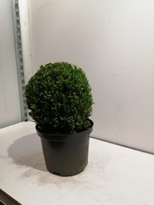 Buxus sempervirens