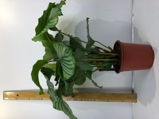 Calathea orbifolia